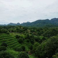 Tea Club - Season 2, Chapter 2: Chinese origin