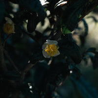 Camellia Assamica Flowers - Our trees in Autumn