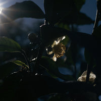 Camellia Assamica Flowers - Our trees in Autumn