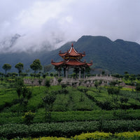 Tea Club - Season 2, Chapter 3: Wulong Tea 乌龙茶