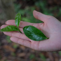 Tea Club - Season 2, Chapter 2: Chinese origin