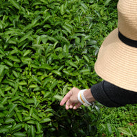 Tea Club - Season 2, Chapter 3: Wulong Tea 乌龙茶