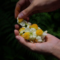 Camellia Assamica Flowers - Our trees in Autumn