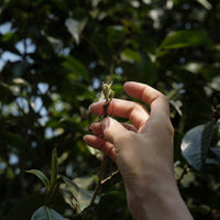 Eastern Tea Club, Chapter 4: Bùlǎng 布朗 - Eastern Leaves