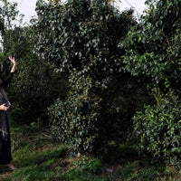 Eastern Tea Club, Chapter 4: Bùlǎng 布朗 - Eastern Leaves