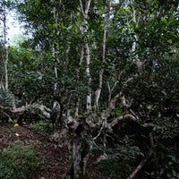 Eastern Tea Club, Chapter 1: Nánnuò 南糯 - Eastern Leaves