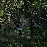 Eastern Tea Club, Chapter 2: Yìwǔ 易武 - Eastern Leaves