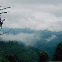 Eastern Tea Club, Chapter 2: Yìwǔ 易武 - Eastern Leaves