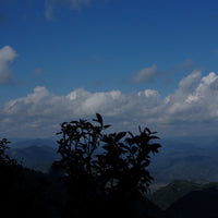 Eastern Tea Club, Chapter 2: Yìwǔ 易武 - Eastern Leaves