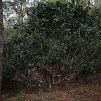 Eastern Tea Club, Chapter 2: Yìwǔ 易武 - Eastern Leaves