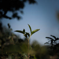 Eastern Tea Club, Chapter 2: Yìwǔ 易武 - Eastern Leaves