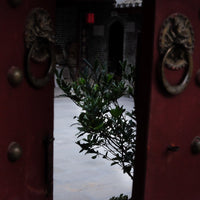 Eastern Tea Club, Chapter 2: Yìwǔ 易武 - Eastern Leaves