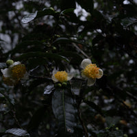 Camellia Assamica Flowers - Our trees in Autumn
