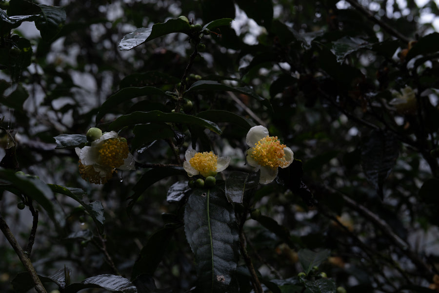 Camellia Assamica Flowers - Our trees in Autumn