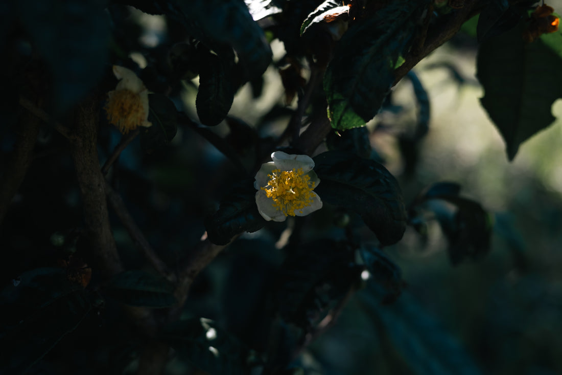 Camellia Assamica Flowers - Our trees in Autumn