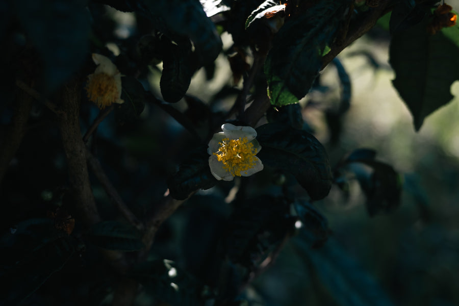 Camellia Assamica Flowers - Our trees in Autumn