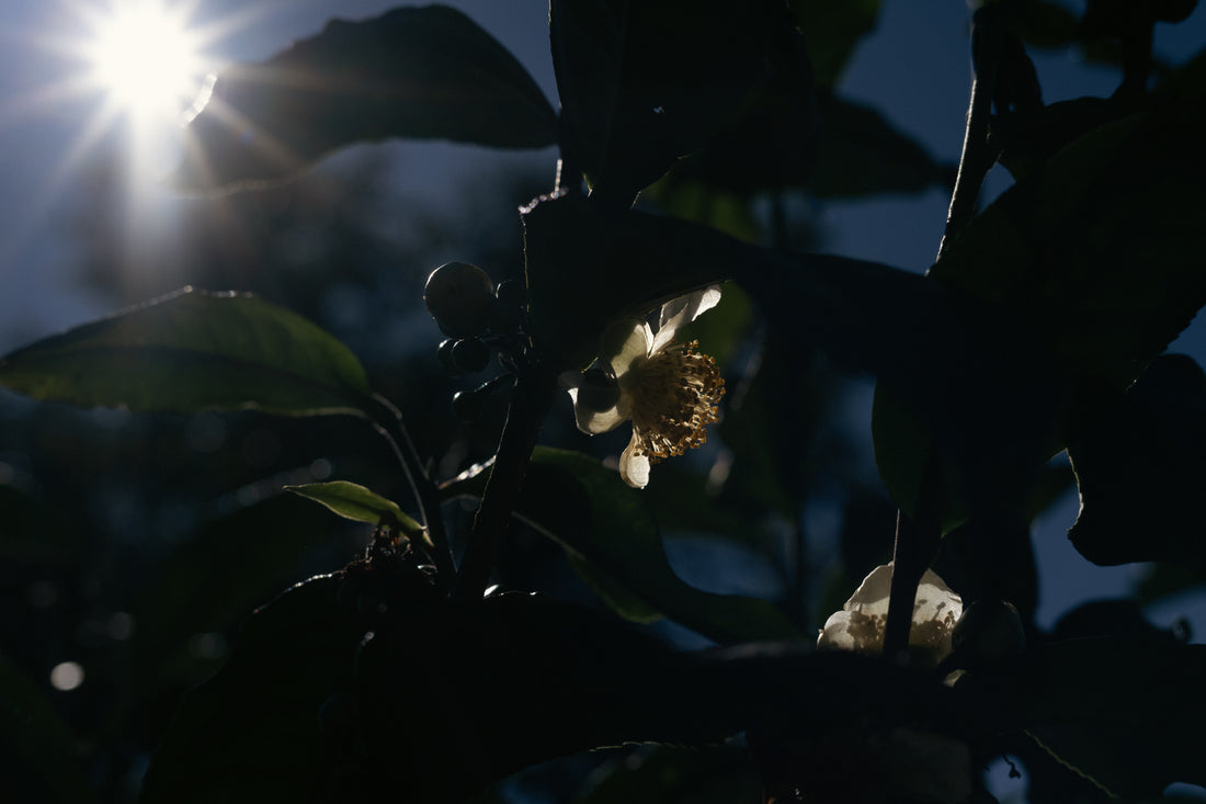 Camellia Assamica Flowers - Our trees in Autumn