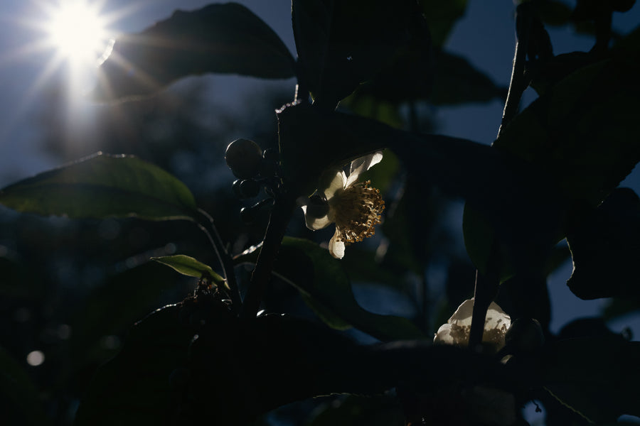 Camellia Assamica Flowers - Our trees in Autumn