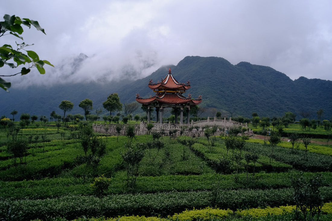 Tea Club - Season 2, Chapter 3: Wulong Tea 乌龙茶