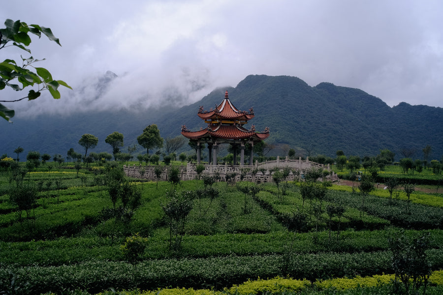 Tea Club - Season 2, Chapter 3: Wulong Tea 乌龙茶