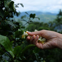 Camellia Assamica Flowers - Our trees in Autumn