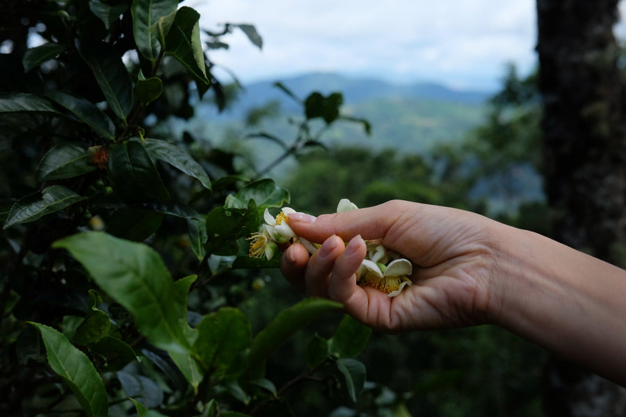 Camellia Assamica Flowers - Our trees in Autumn