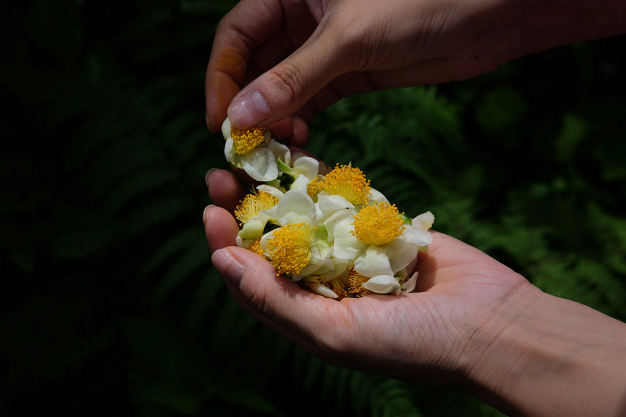 Camellia Assamica Flowers - Our trees in Autumn