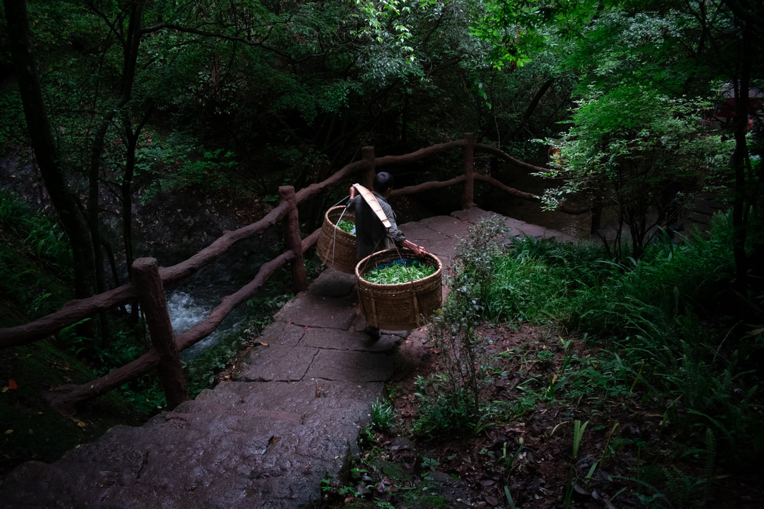 Tea Club - Season 2, Chapter 3: Wulong Tea 乌龙茶