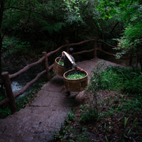 Tea Club - Season 2, Chapter 3: Wulong Tea 乌龙茶