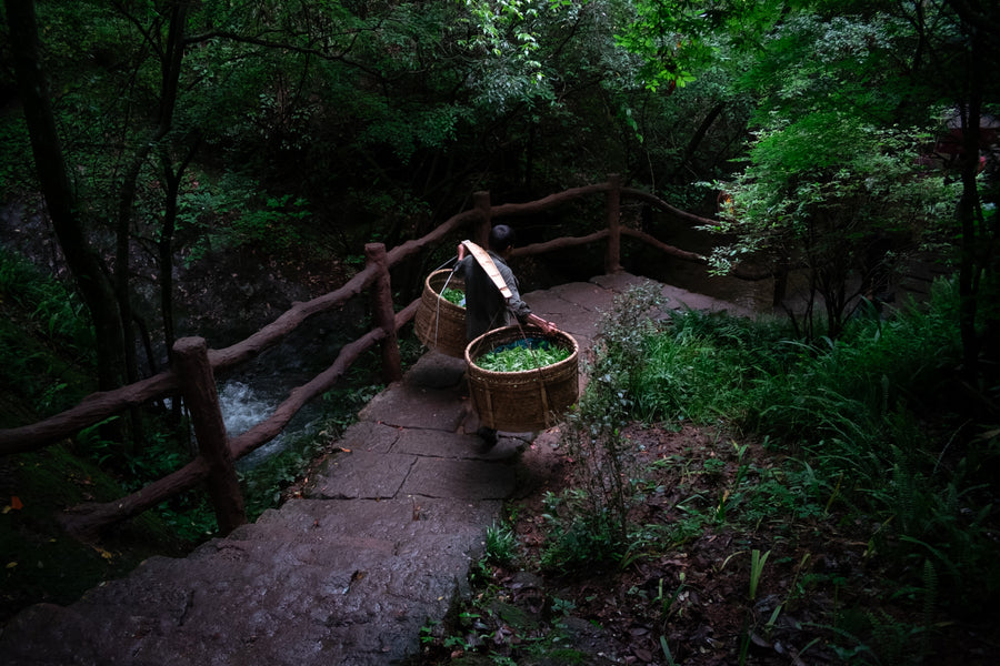 Tea Club - Season 2, Chapter 3: Wulong Tea 乌龙茶