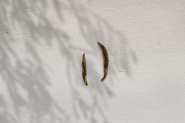 2022 Mengding Huangya 蒙顶黄芽 - Yellow Tea - Eastern Leaves