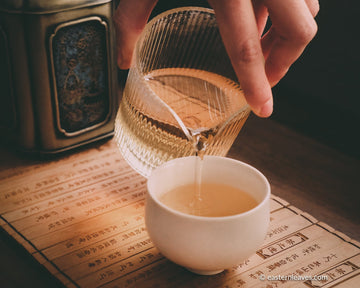 Dancong osmanthus Guihuaxiang wulong tea from Guangdong China, served in porcelain cup teaware